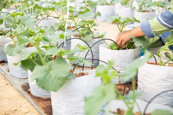 Magie Sunphat được sử dụng để cung cấp magie và lưu huỳnh cho cây trồng