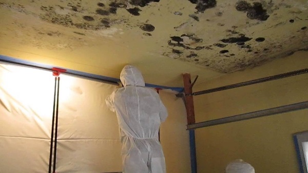 Thời tiết ẩm thấp cũng khiến tường nhà bị mốc