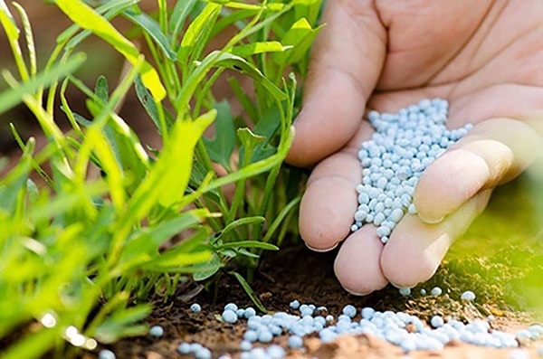 Là nguyên liệu chính chiếm tới 90% trong sản xuất phân bón