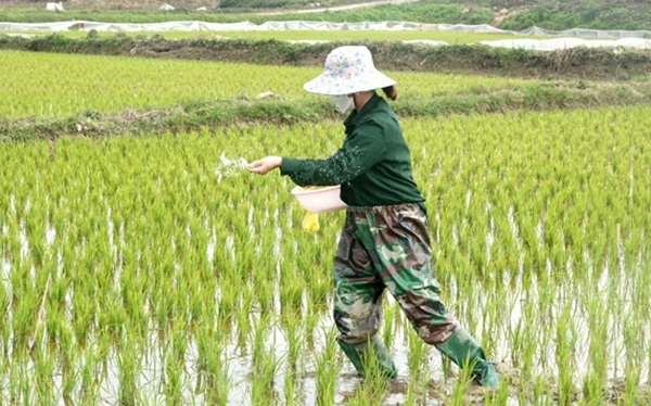 Phân bón nitrat, sản phẩm từ Axit Nitric, giúp tăng năng suất cây trồng