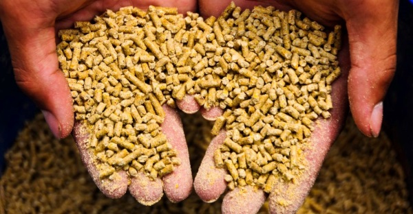 Natri Clorua được dùng trong sản xuất thức ăn chăn nuôi