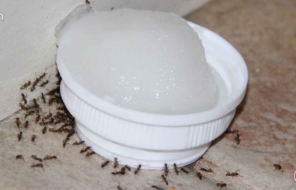 Borax thu hút và diệt kiến tự nhiên