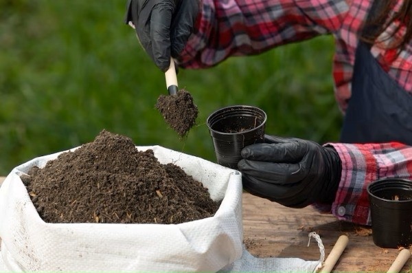 Bentonite thường được dùng để cải tạo đất, giữ ẩm và ổn định cấu trúc đất