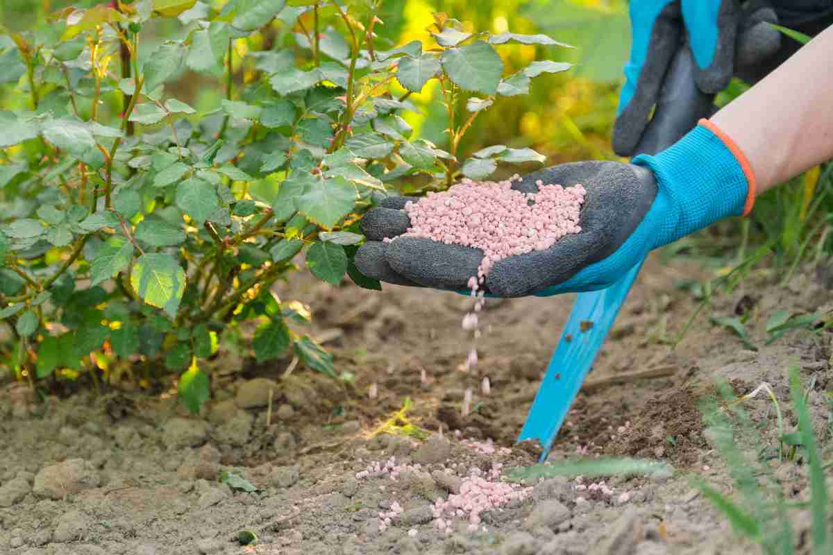 Tăng khả năng chống chịu sâu bệnh và điều kiện bất lợi