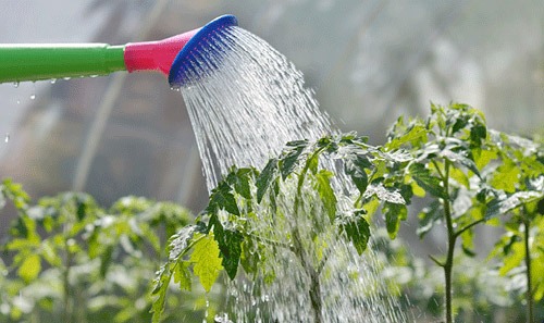 Vì sao nên khử clo trong nước máy khi tưới cây?
