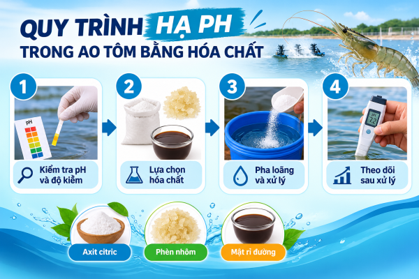 Cách hạ pH trong ao nuôi tôm bằng hóa chất an toàn tiết kiệm